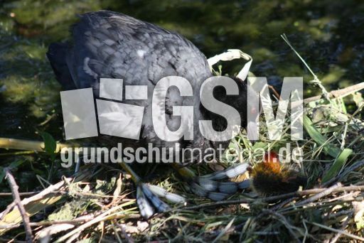 Blässhühner 061.jpg